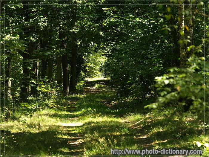 forest - photo/picture definition - forest word and phrase image