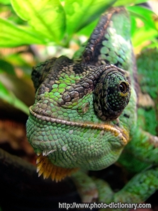 chameleon - photo/picture definition - chameleon word and phrase image