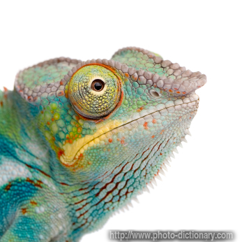 chameleon - photo/picture definition - chameleon word and phrase image