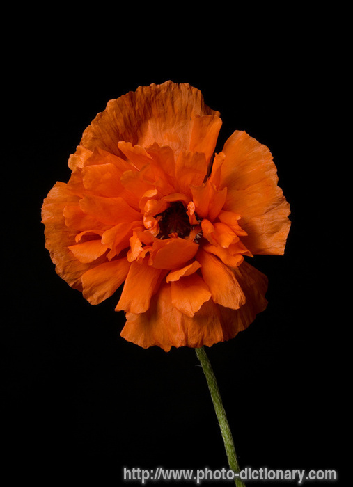poppy - photo/picture definition - poppy word and phrase image