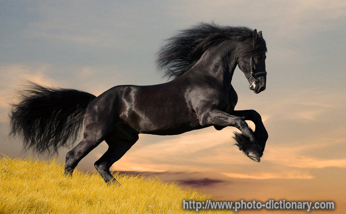 horse - photo/picture definition - horse word and phrase image