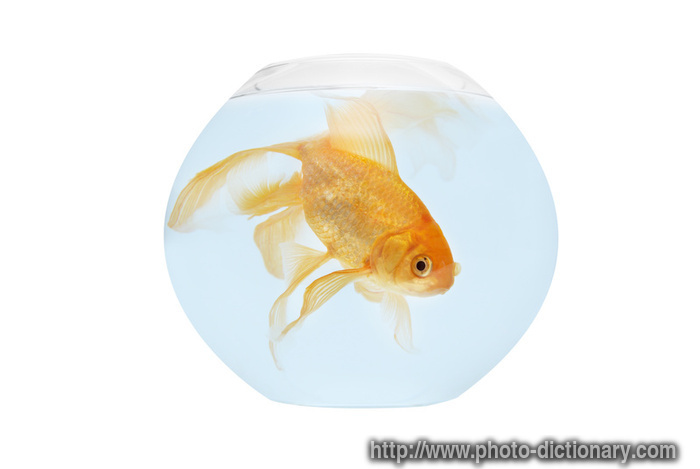 goldfish - photo/picture definition - goldfish word and phrase image