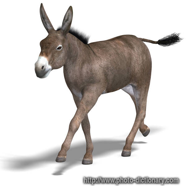 mule - photo/picture definition - mule word and phrase image