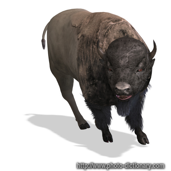 bison - photo/picture definition at Photo Dictionary - bison word and  phrase defined by its image in jpg/jpeg in English