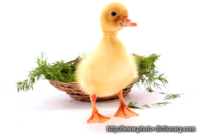 duckling - photo/picture definition - duckling word and phrase image