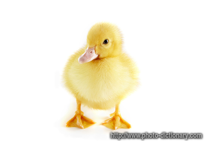 duckling - photo/picture definition - duckling word and phrase image