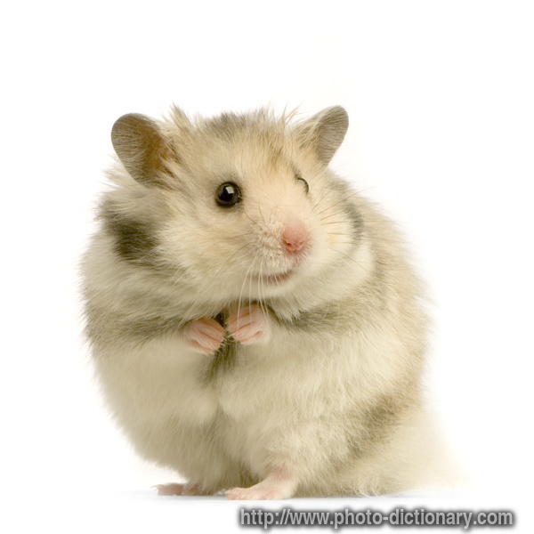 hamster - photo/picture definition - hamster word and phrase image