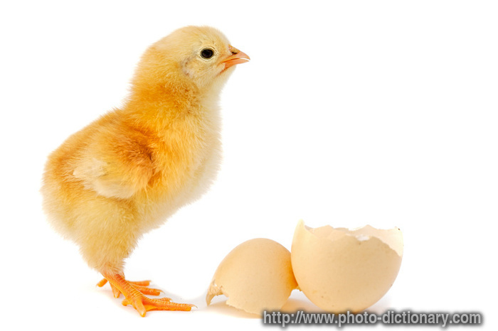 chicken - photo/picture definition - chicken word and phrase image