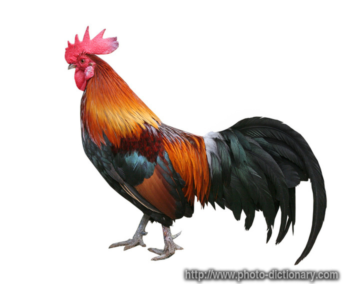 rooster - photo/picture definition - rooster word and phrase image