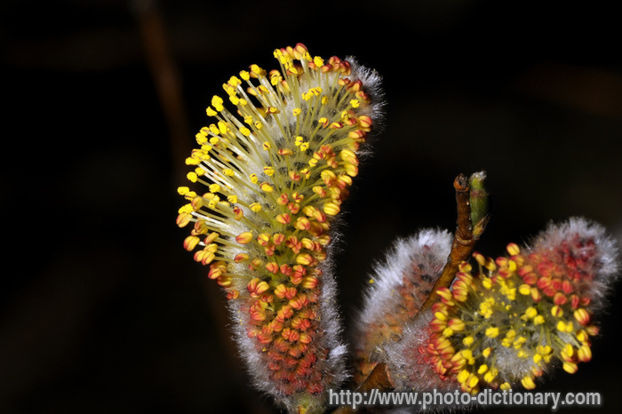 goat willow - photo/picture definition - goat willow word and phrase image
