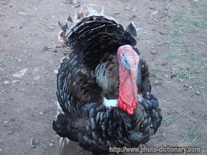 turkey - photo/picture definition - turkey word and phrase image