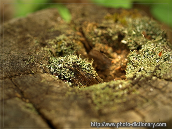 stump - photo/picture definition - stump word and phrase image