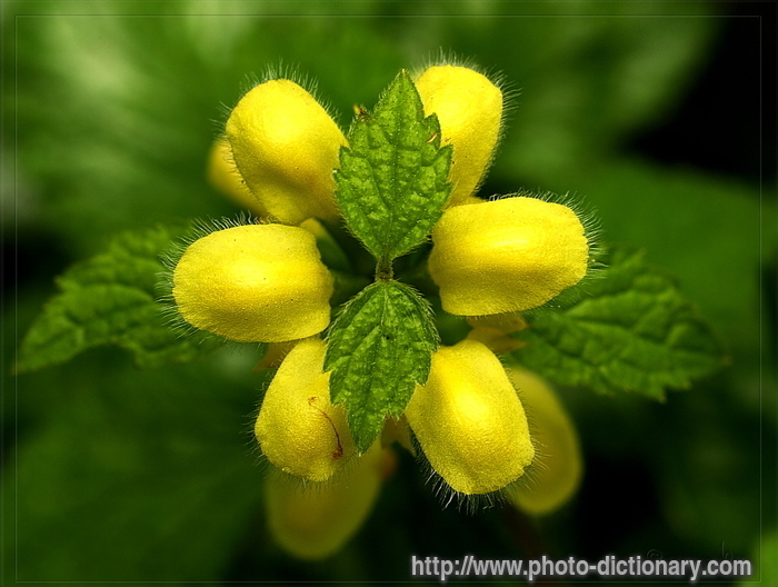 nettle - photo/picture definition - nettle word and phrase image