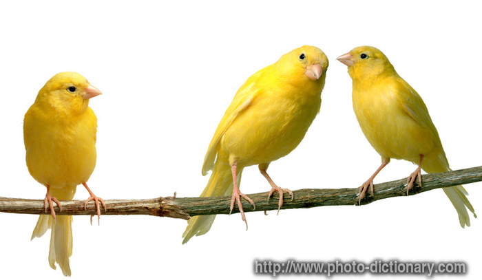 canary - photo/picture definition - canary word and phrase image