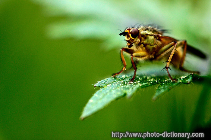 grass fly - photo/picture definition - grass fly word and phrase image