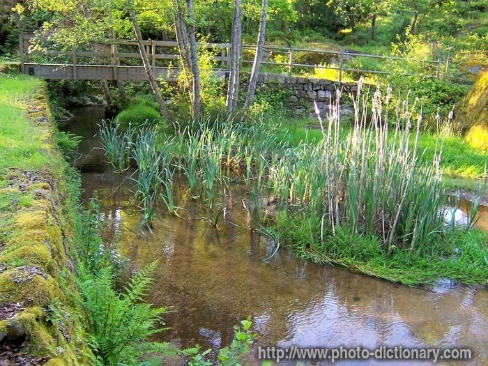 brook - photo/picture definition - brook word and phrase image