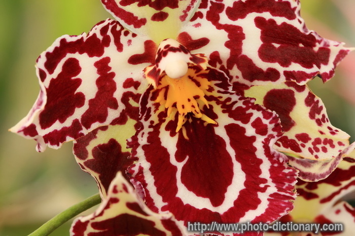 orchid - photo/picture definition - orchid word and phrase image