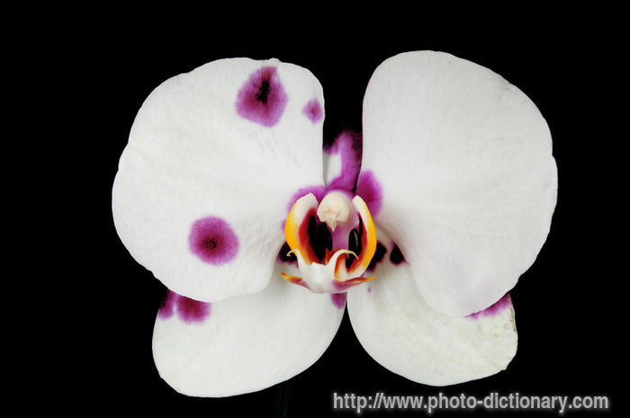 orchid - photo/picture definition - orchid word and phrase image