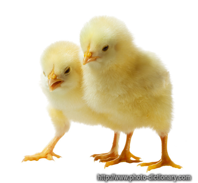 baby chicken - photo/picture definition - baby chicken word and phrase image