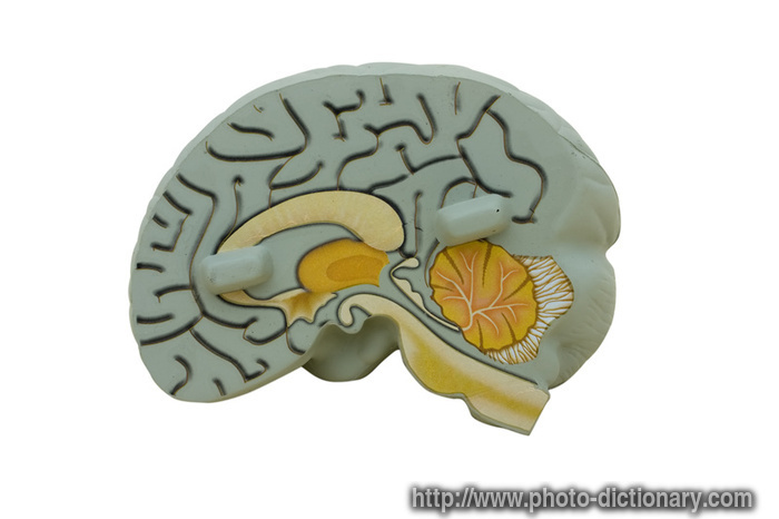 brain model - photo/picture definition - brain model word and phrase image