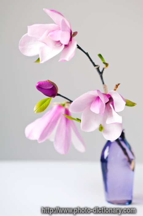 magnolia - photo/picture definition - magnolia word and phrase image