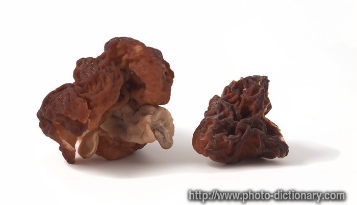 morels - photo/picture definition - morels word and phrase image