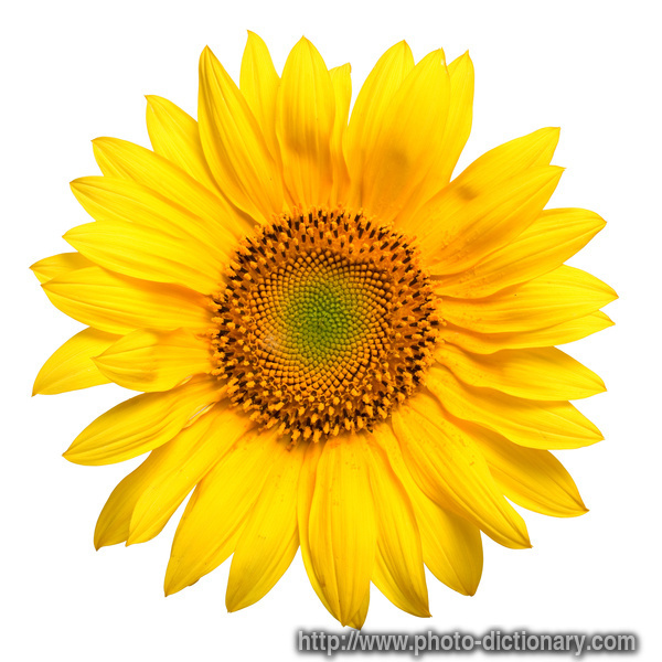 sunflower - photo/picture definition - sunflower word and phrase image
