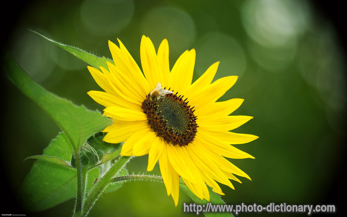 sunflower - photo/picture definition - sunflower word and phrase image