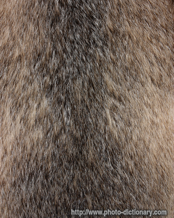 fur - photo/picture definition - fur word and phrase image