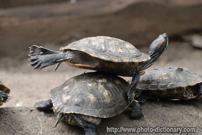 tortoises - photo/picture definition - tortoises word and phrase image
