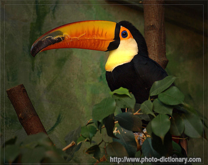 toucan - photo/picture definition - toucan word and phrase image