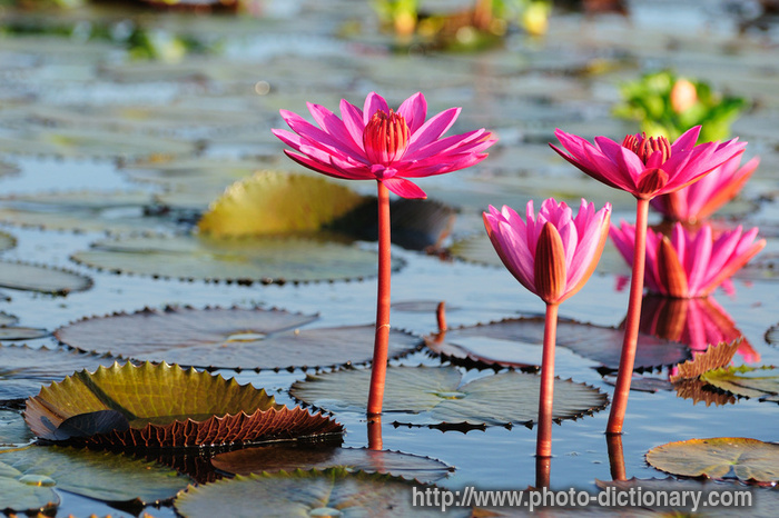 pink lotus - photo/picture definition at Photo Dictionary - pink lotus