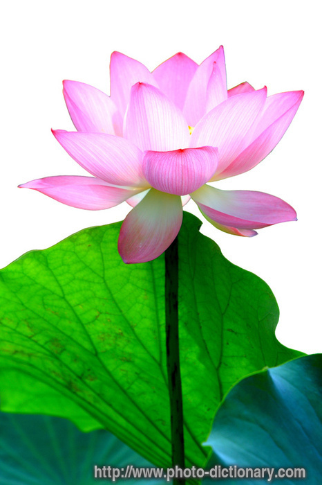 pink lotus - photo/picture definition - pink lotus word and phrase image