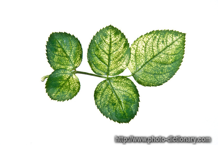 rose branch - photo/picture definition - rose branch word and phrase image