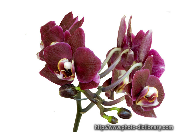 orchids in bloom - photo/picture definition - orchids in bloom word and phrase image