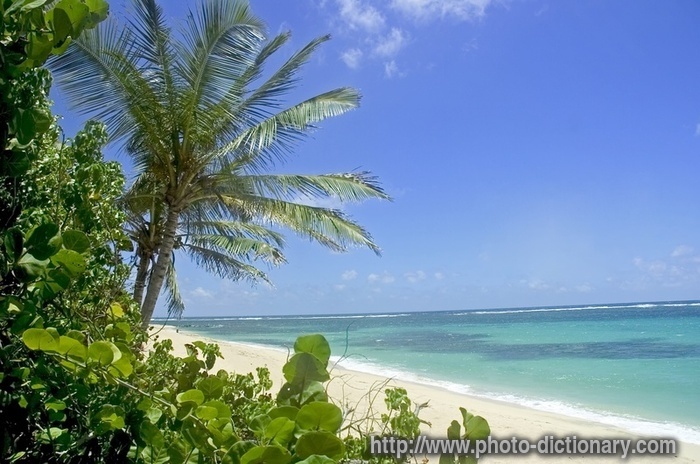 palm beach - photo/picture definition - palm beach word and phrase image