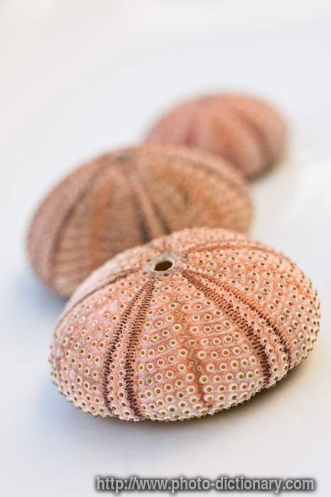 sea urchin - photo/picture definition - sea urchin word and phrase image