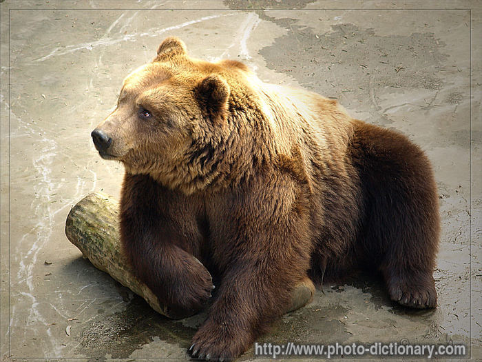 bear - photo/picture definition - bear word and phrase image
