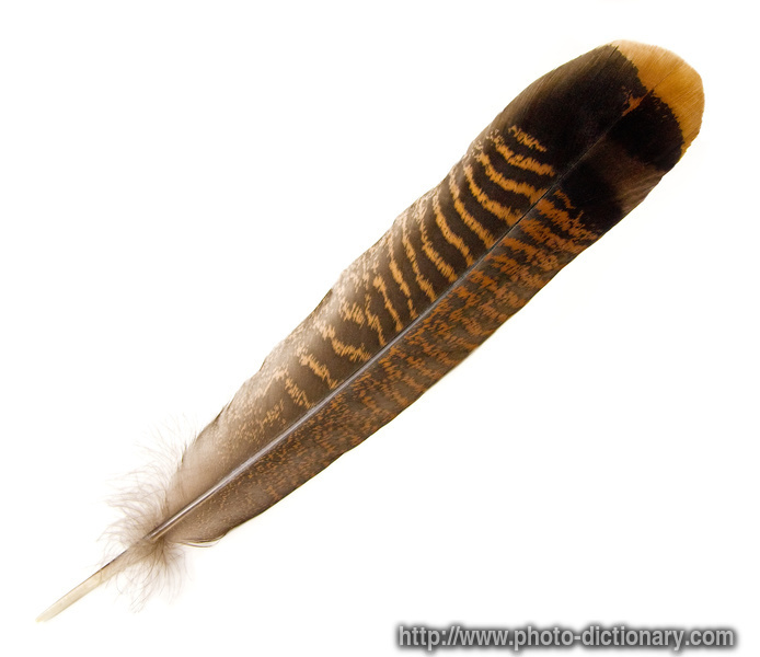 turkey feather - photo/picture definition - turkey feather word and phrase image