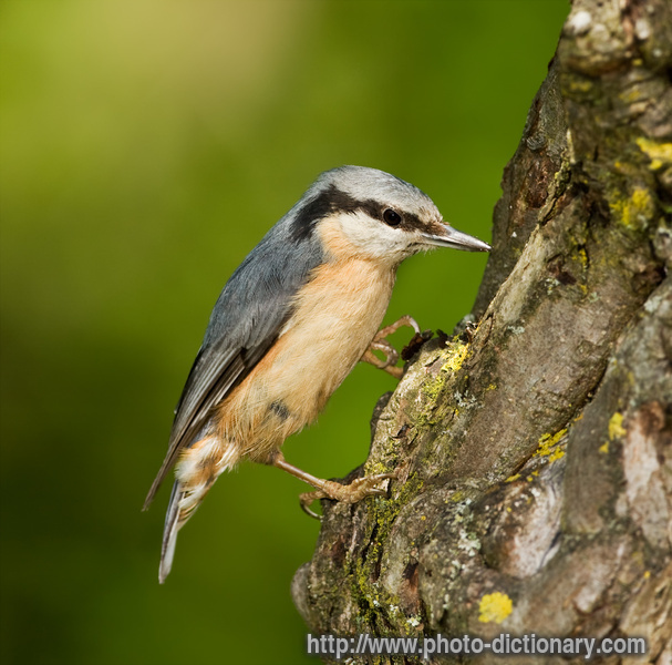nuthatch - photo/picture definition - nuthatch word and phrase image