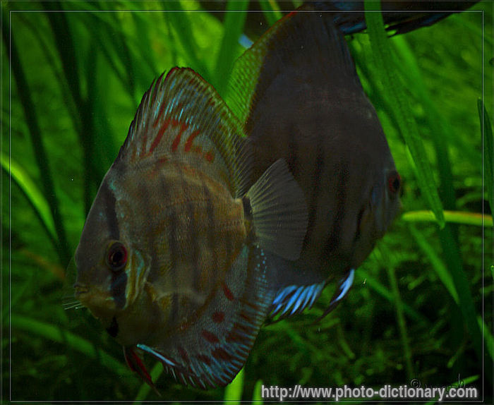 fish - photo/picture definition - fish word and phrase image