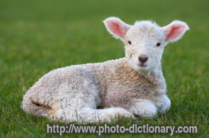 lamb - photo/picture definition - lamb word and phrase image