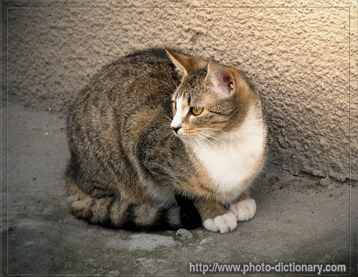 cat - photo/picture definition - cat word and phrase image