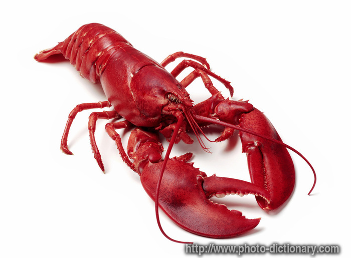 lobster - photo/picture definition - lobster word and phrase image