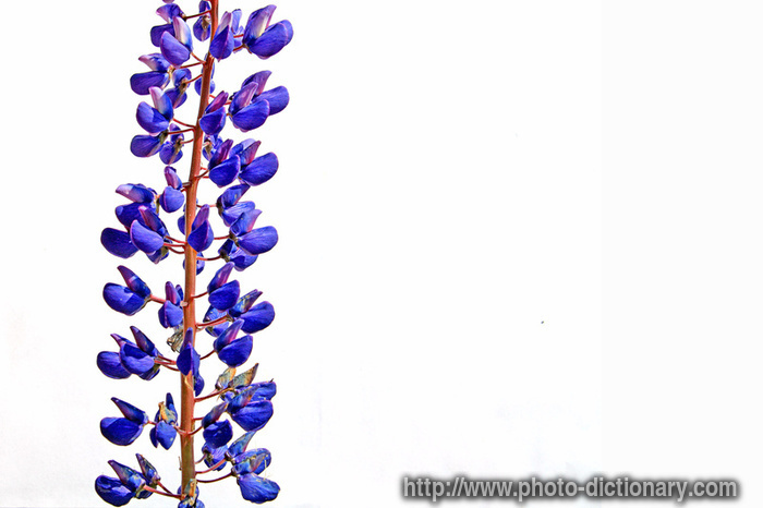 lupine - photo/picture definition - lupine word and phrase image