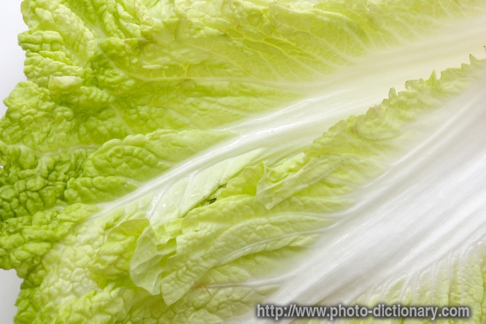 Chinese cabbage - photo/picture definition - Chinese cabbage word and phrase image