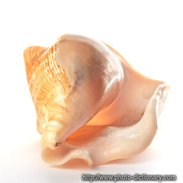 seashell - photo/picture definition - seashell word and phrase image