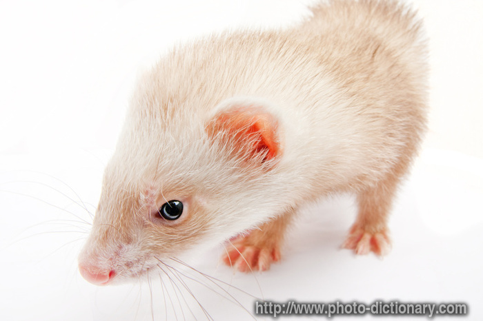 young ferret - photo/picture definition - young ferret word and phrase image