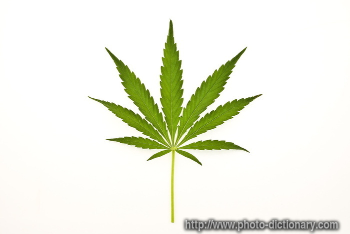 cannabis leaf - photo/picture definition - cannabis leaf word and phrase image