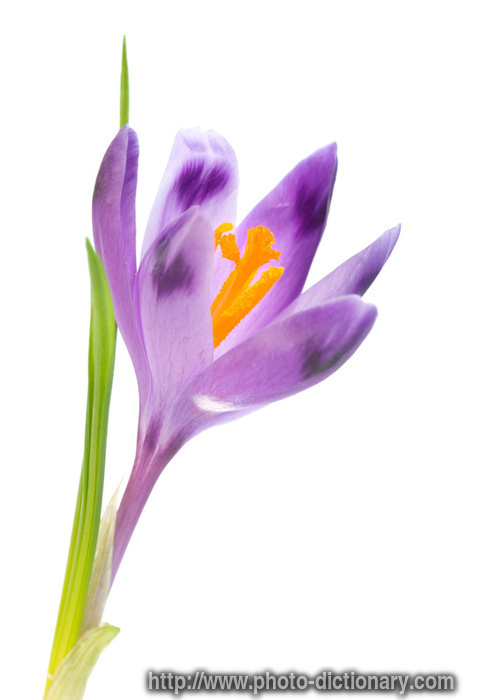 crocus - photo/picture definition - crocus word and phrase image